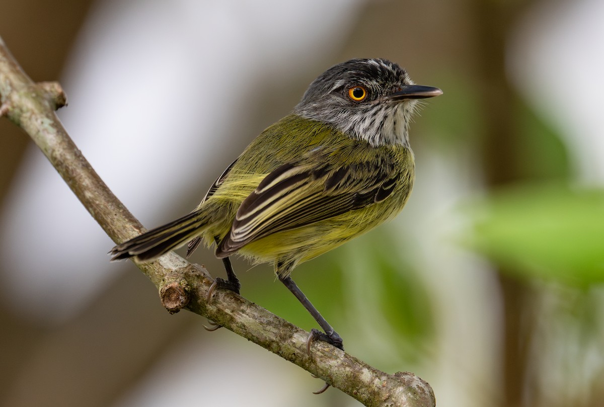 Titirijí Moteado - ML637530859