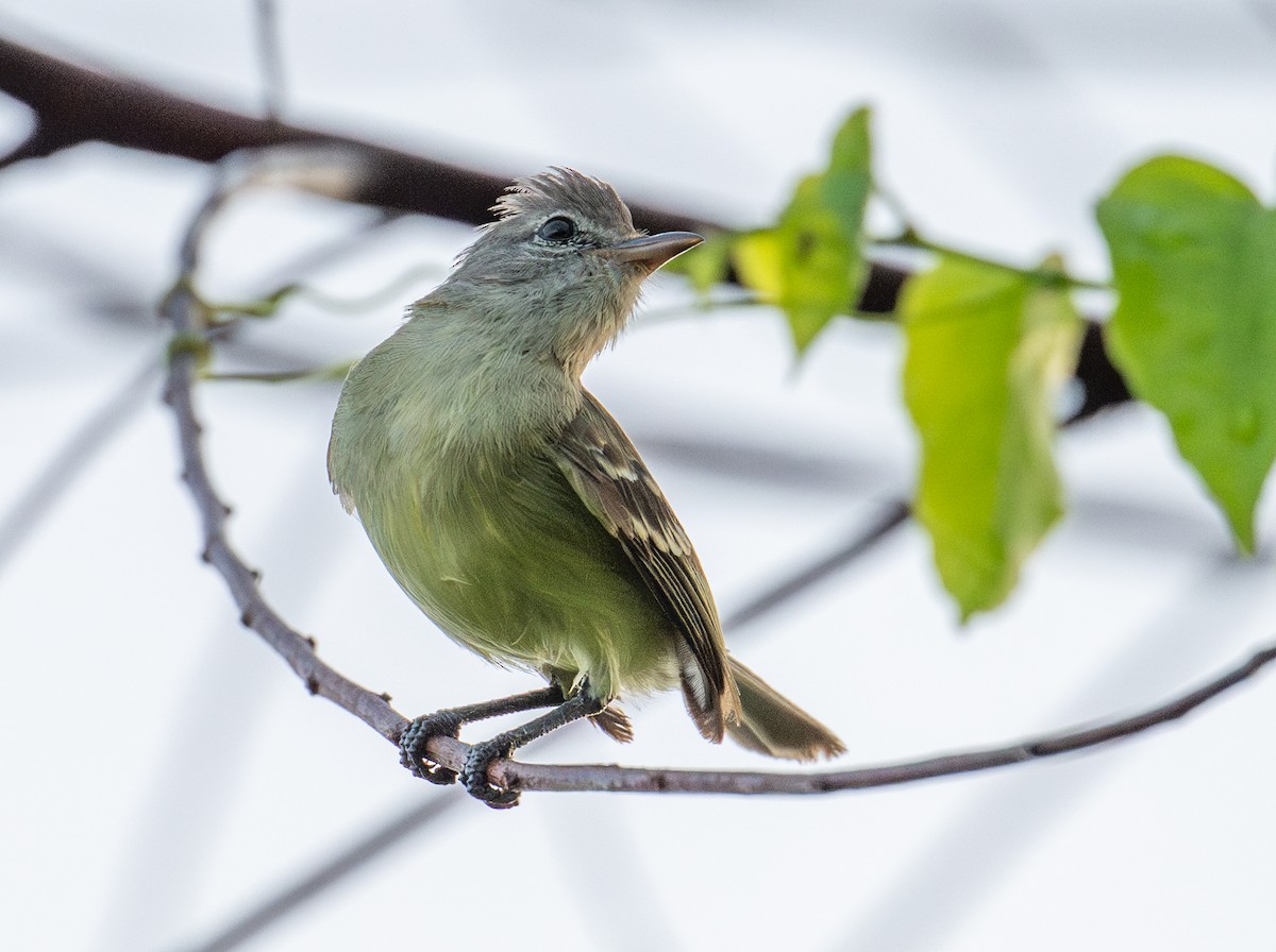 Mosquerito Silbón - ML637530874