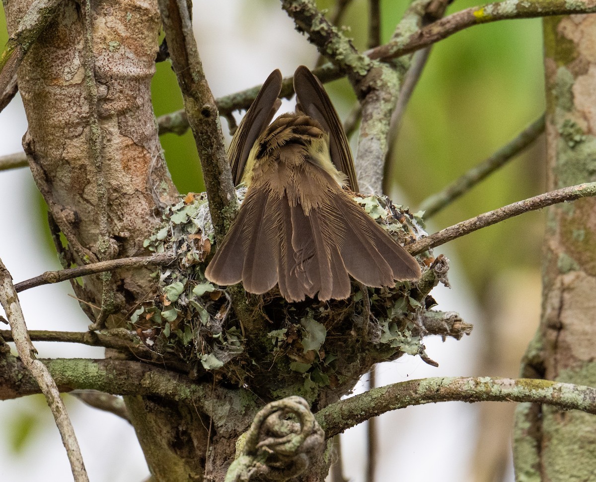 Fiofío Ventriamarillo - ML637530876