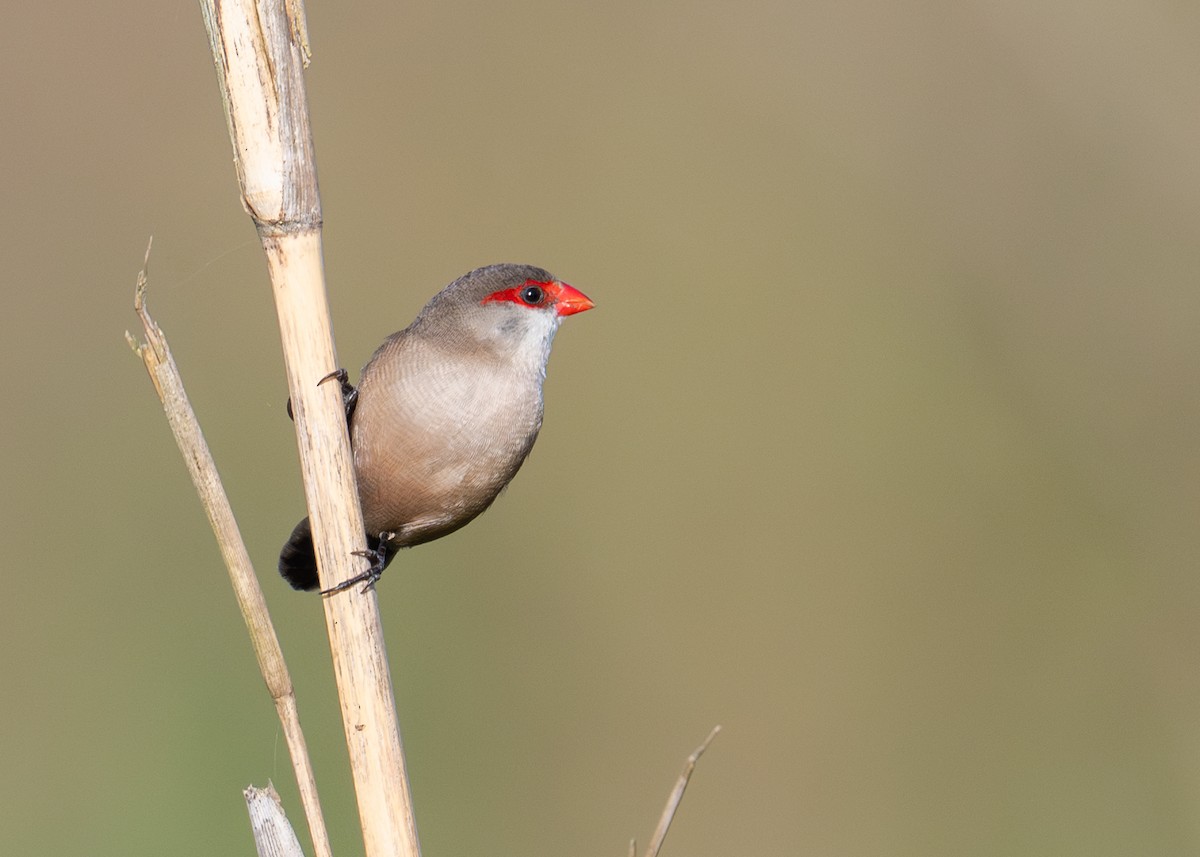 Estrilda Común - ML637530881