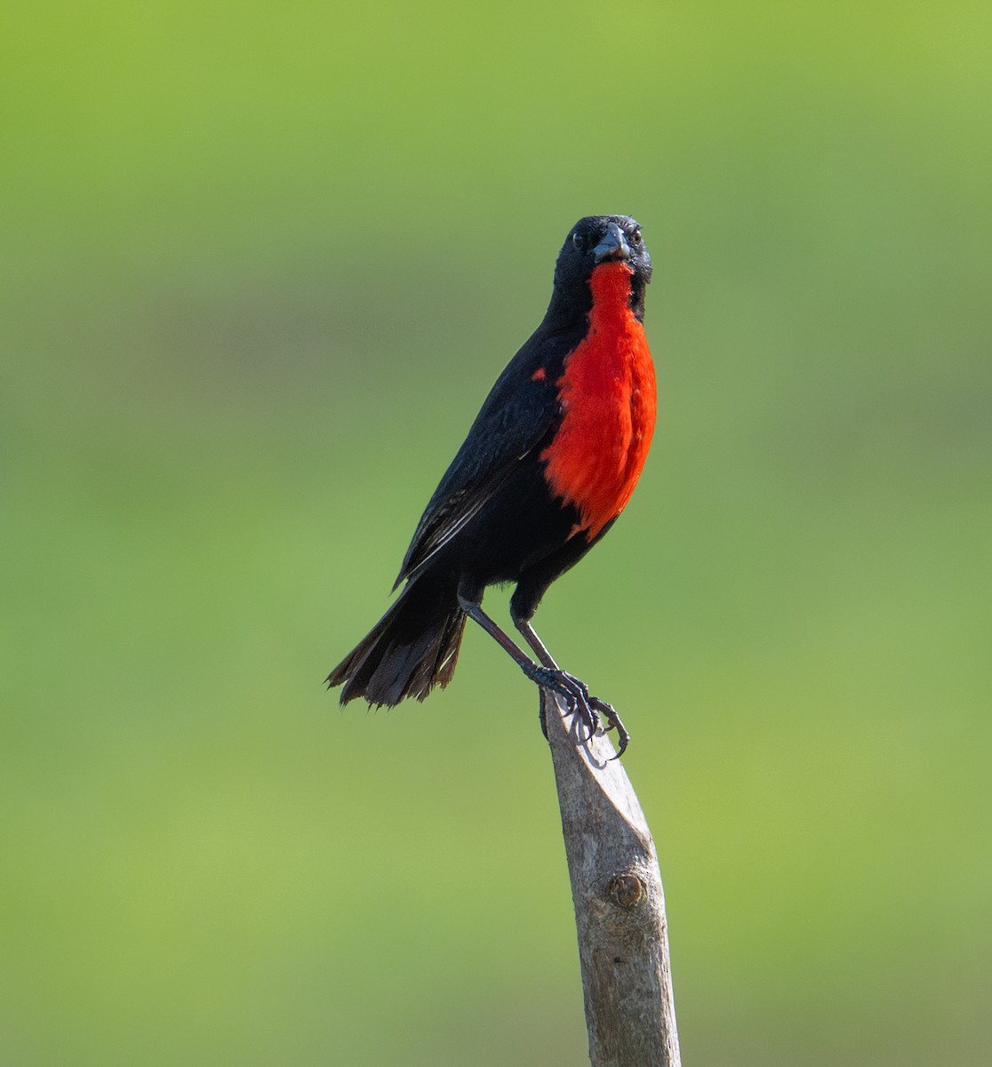 Loica Pechirroja - ML637530886