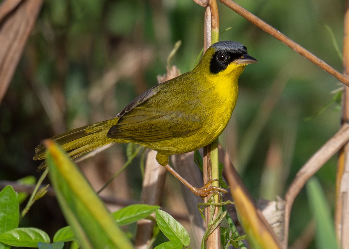 Mascarita Equinoccial - ML637530890