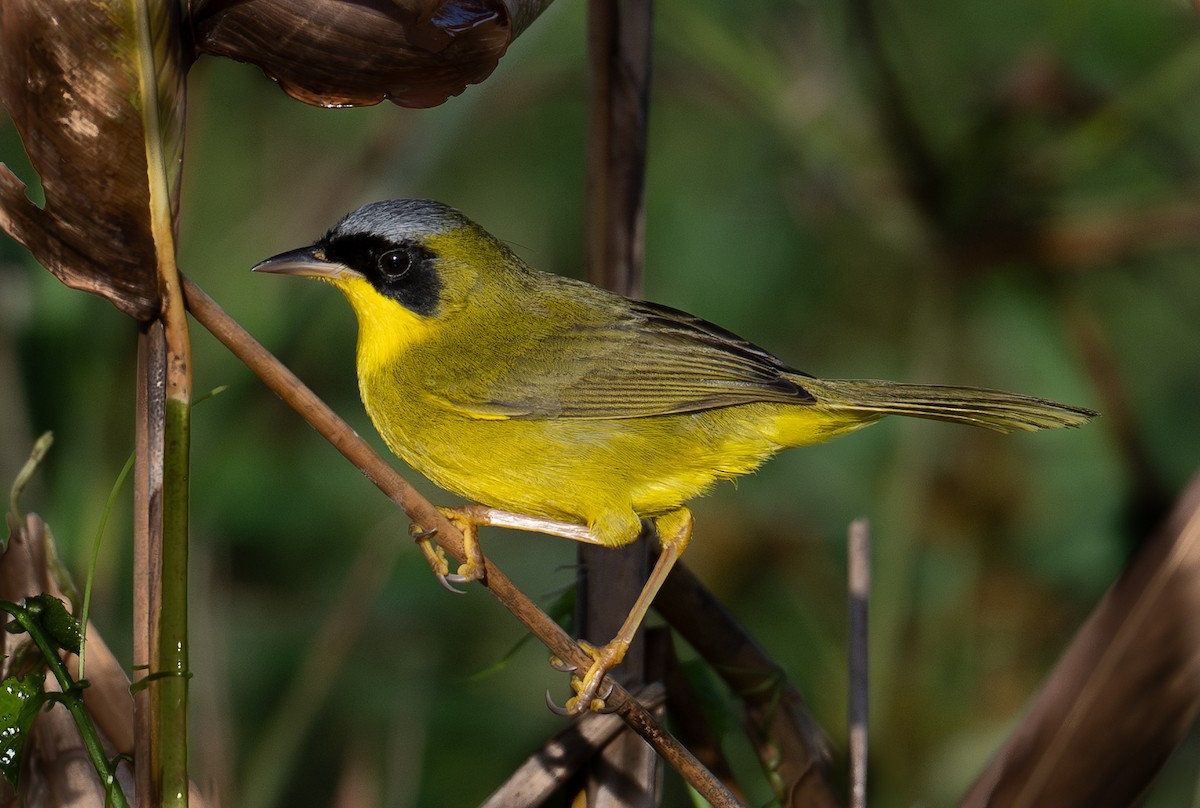 Mascarita Equinoccial - ML637530891