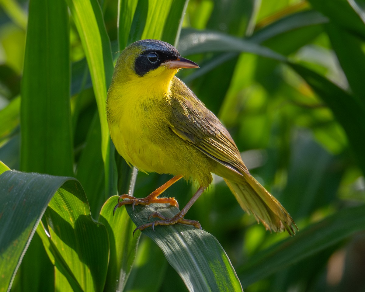 Mascarita Equinoccial - ML637530892