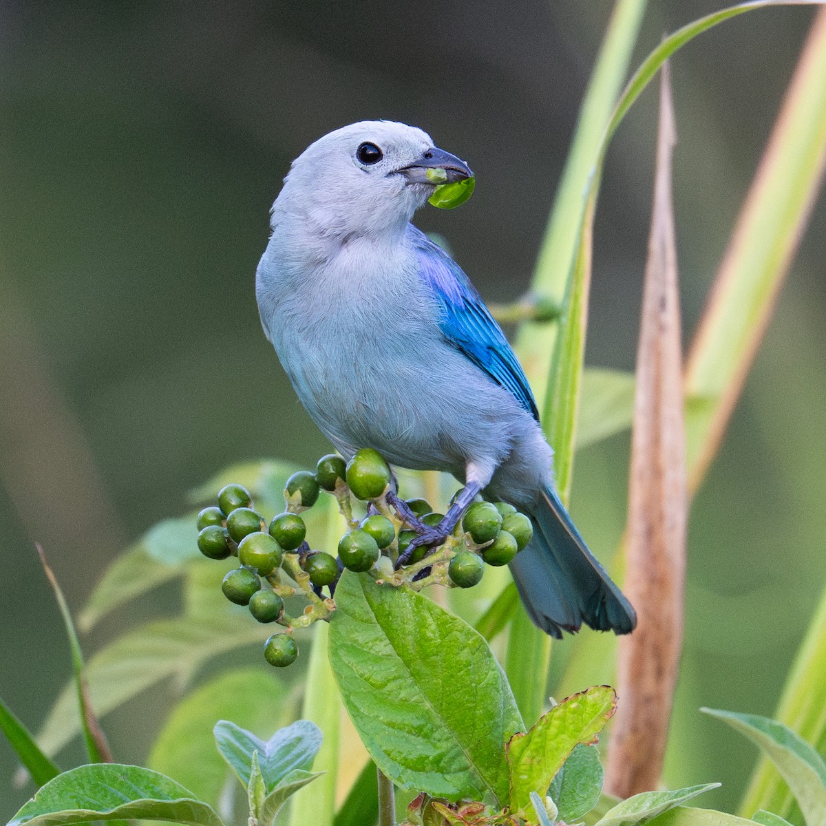 Tangara Azuleja - ML637530894