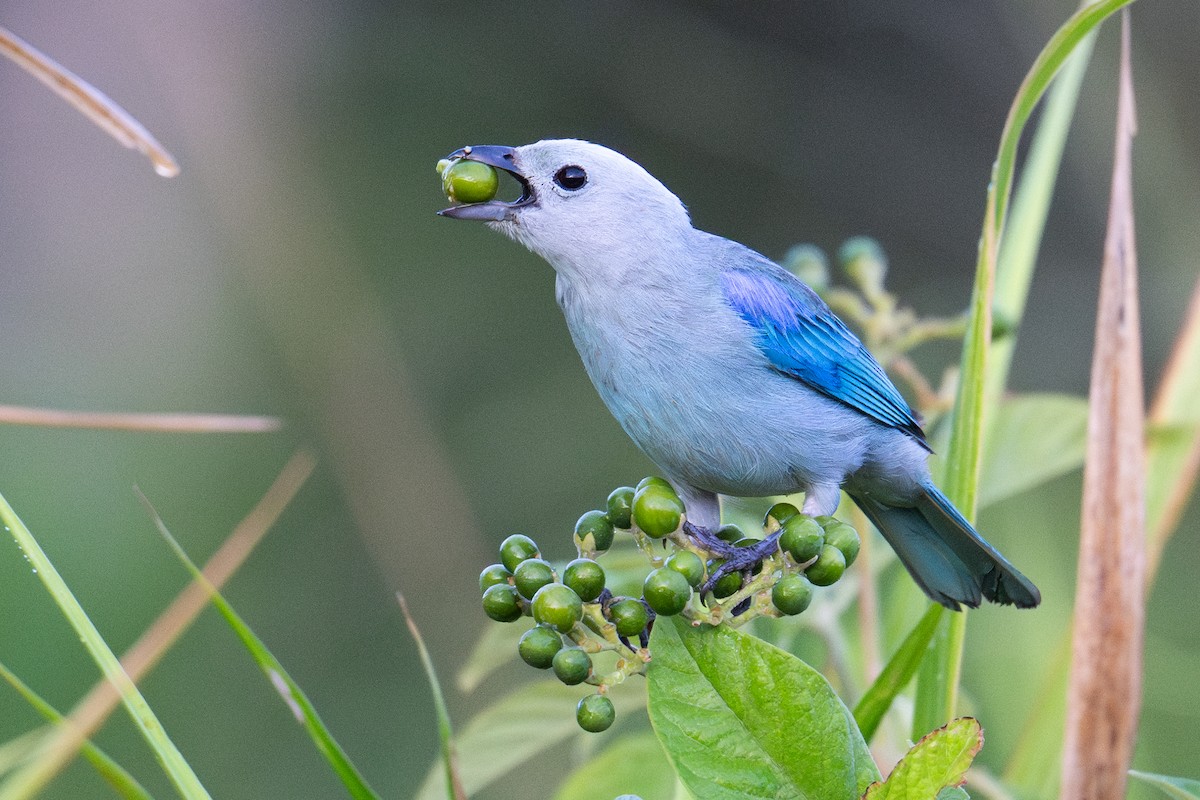 Tangara Azuleja - ML637530931