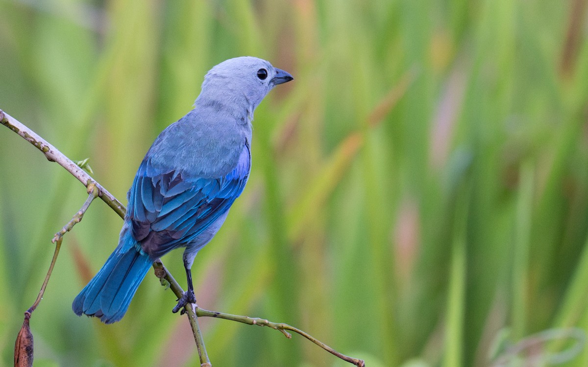 Tangara Azuleja - ML637530932