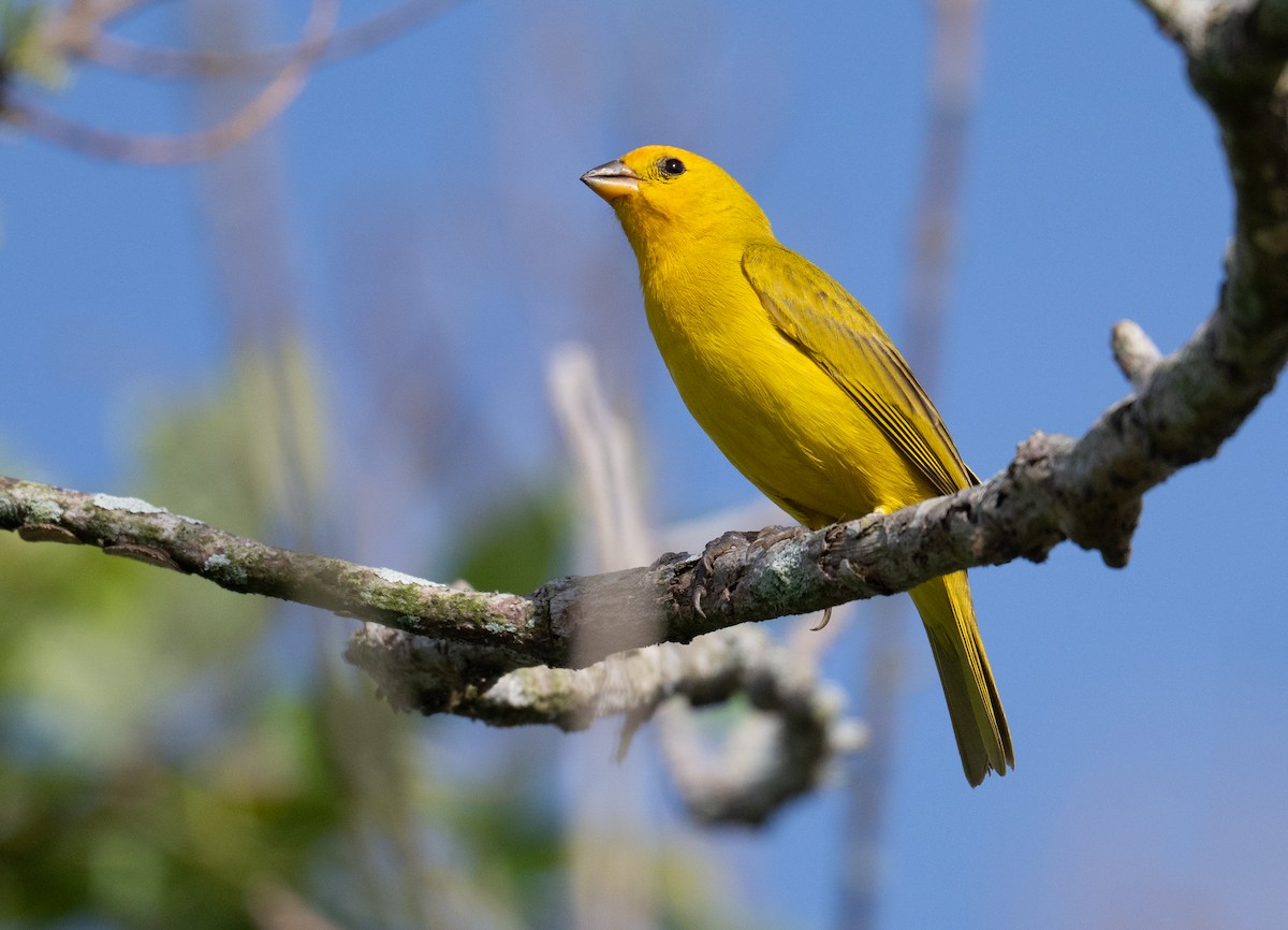 Chirigüe Azafranado - ML637530935