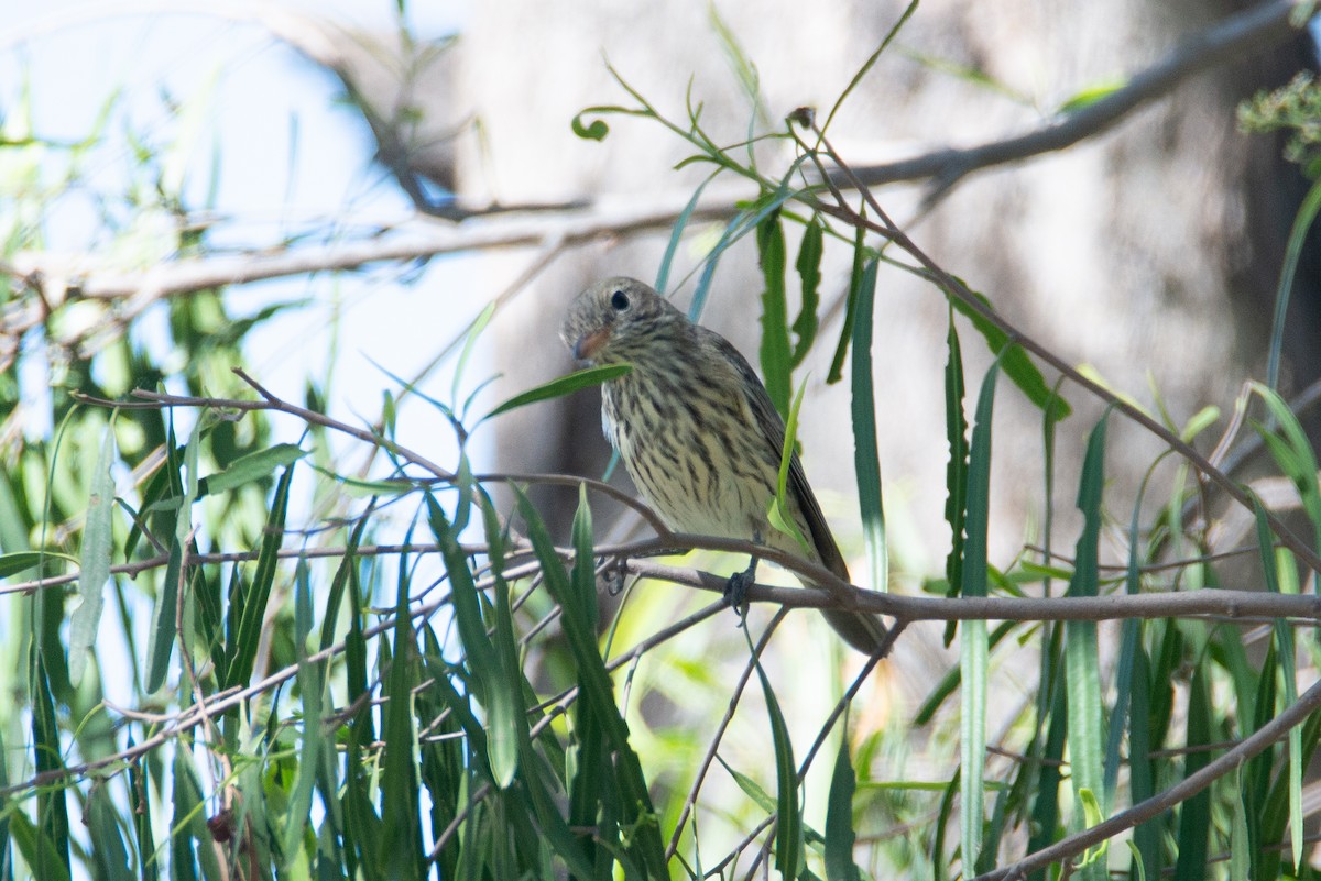 Rufous Whistler - ML637530942