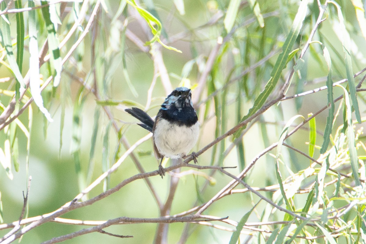 Superb Fairywren - ML637530950