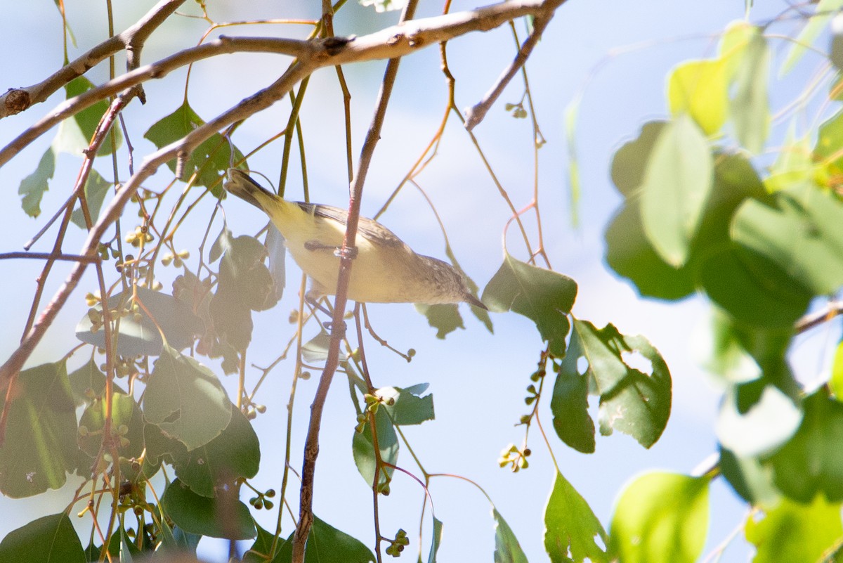 Yellow-rumped Thornbill - ML637530969