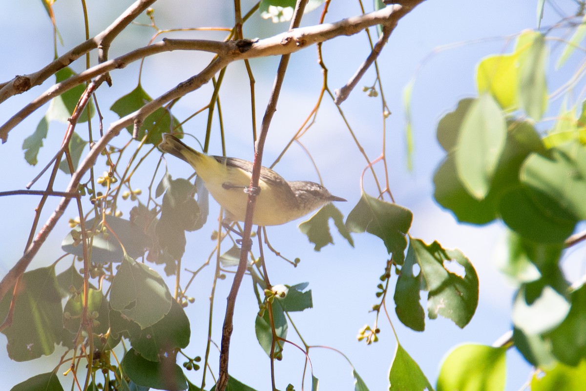Yellow-rumped Thornbill - ML637530970
