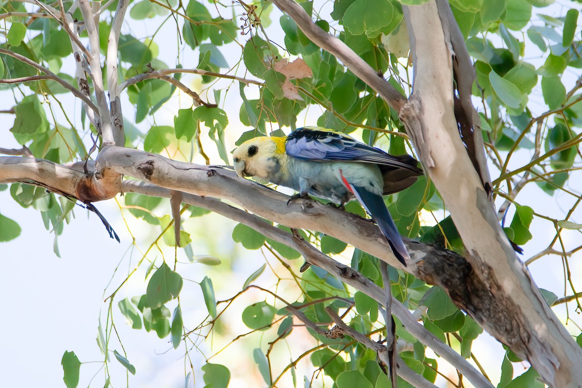 Pale-headed Rosella - ML637530972