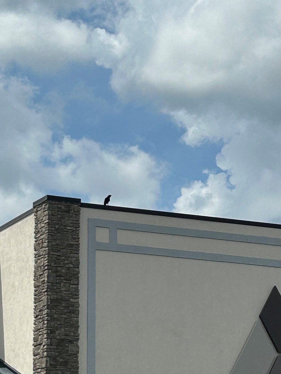 crow sp. - ML637530989