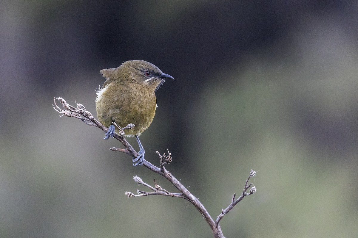 New Zealand Bellbird - ML637531007