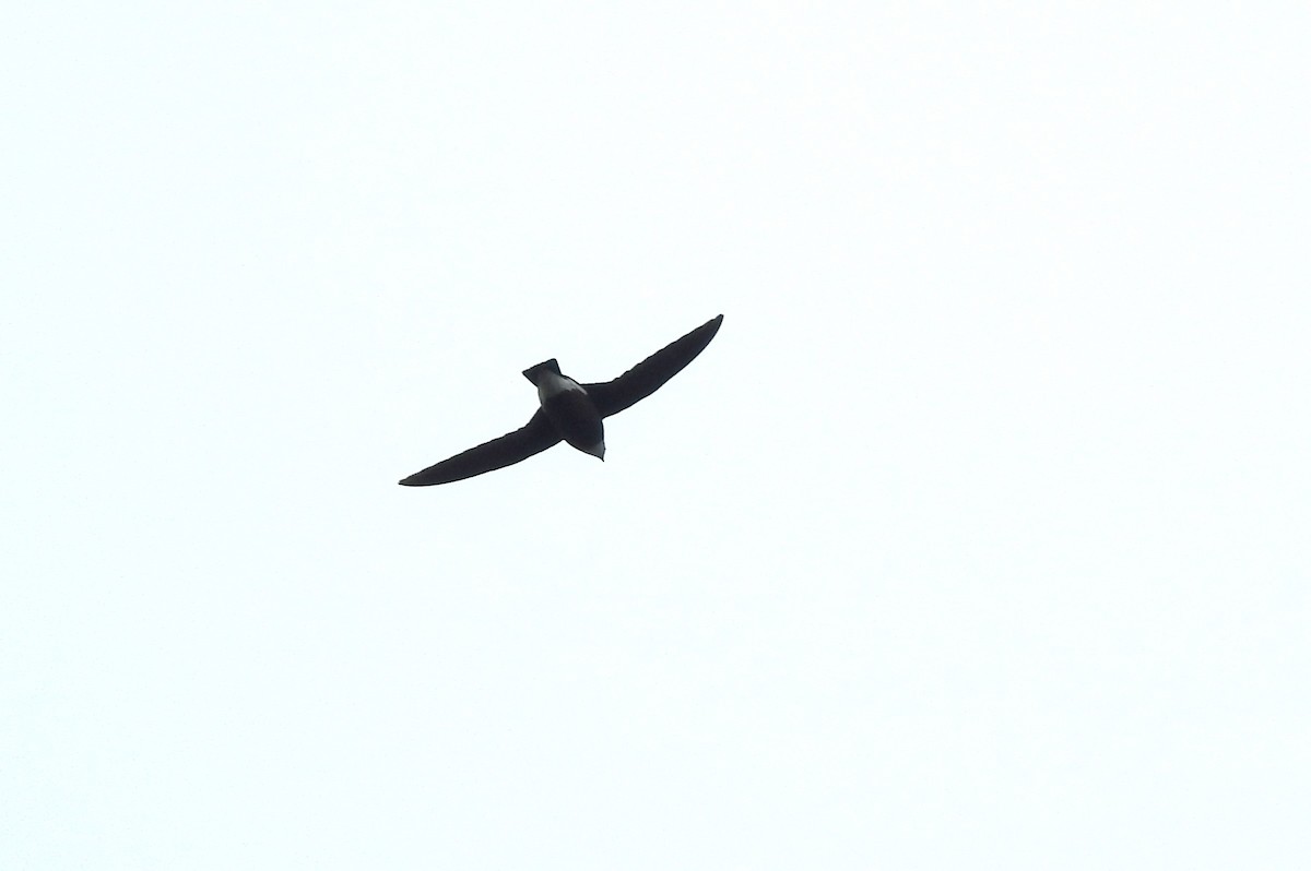 White-throated Needletail - ML637531028
