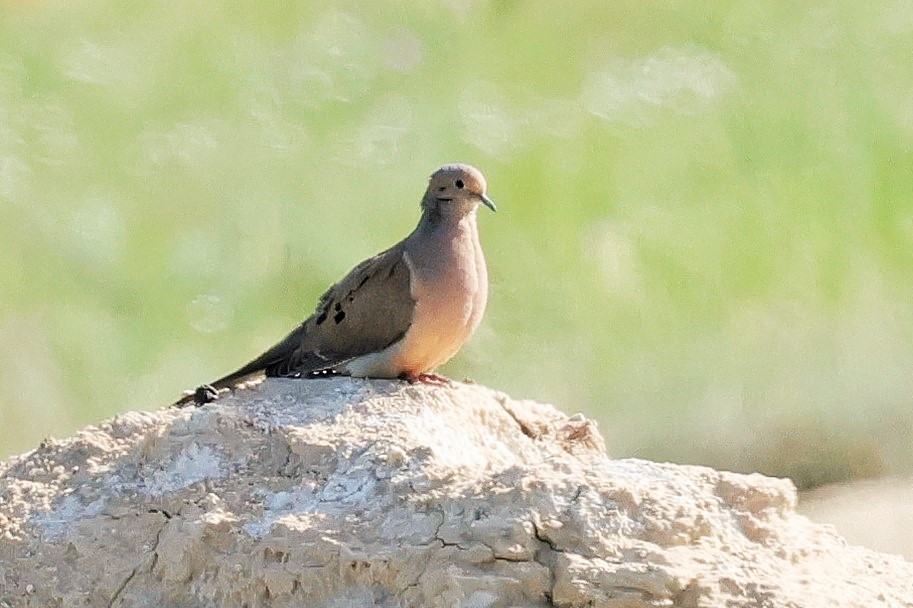 Mourning Dove - ML637531040