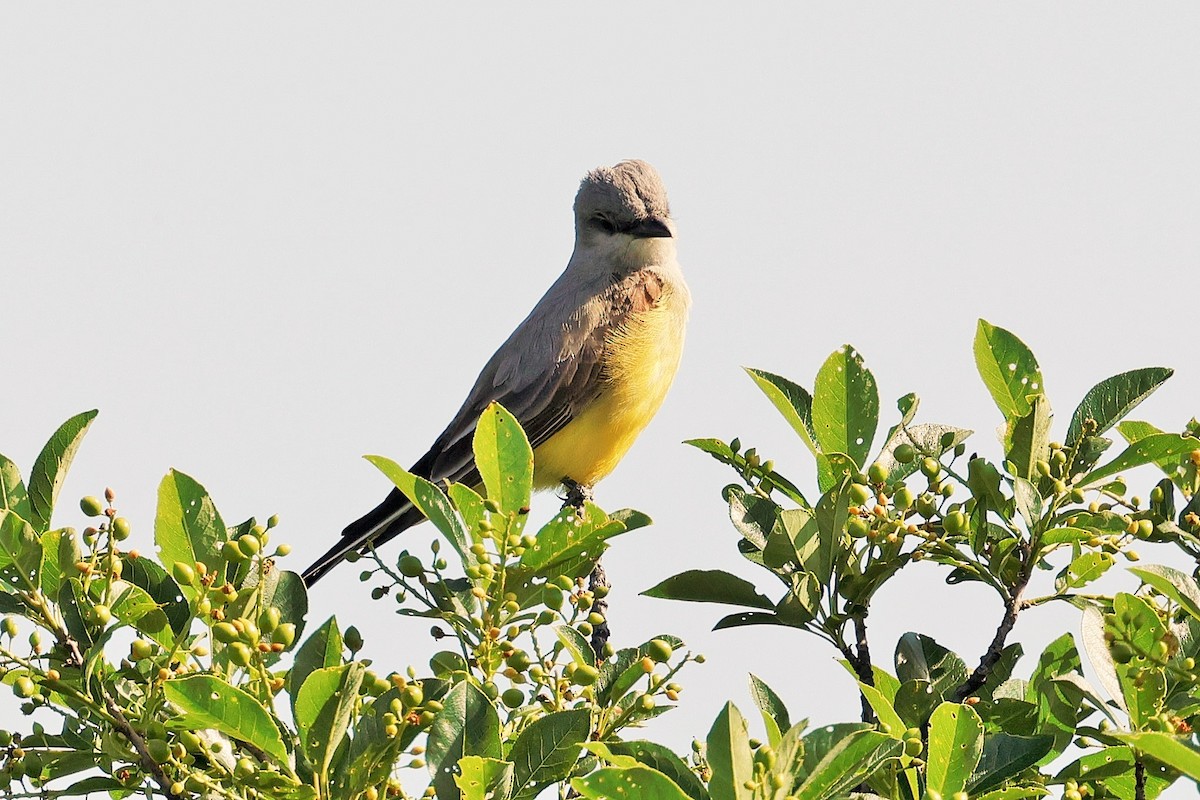 Western Kingbird - ML637531043