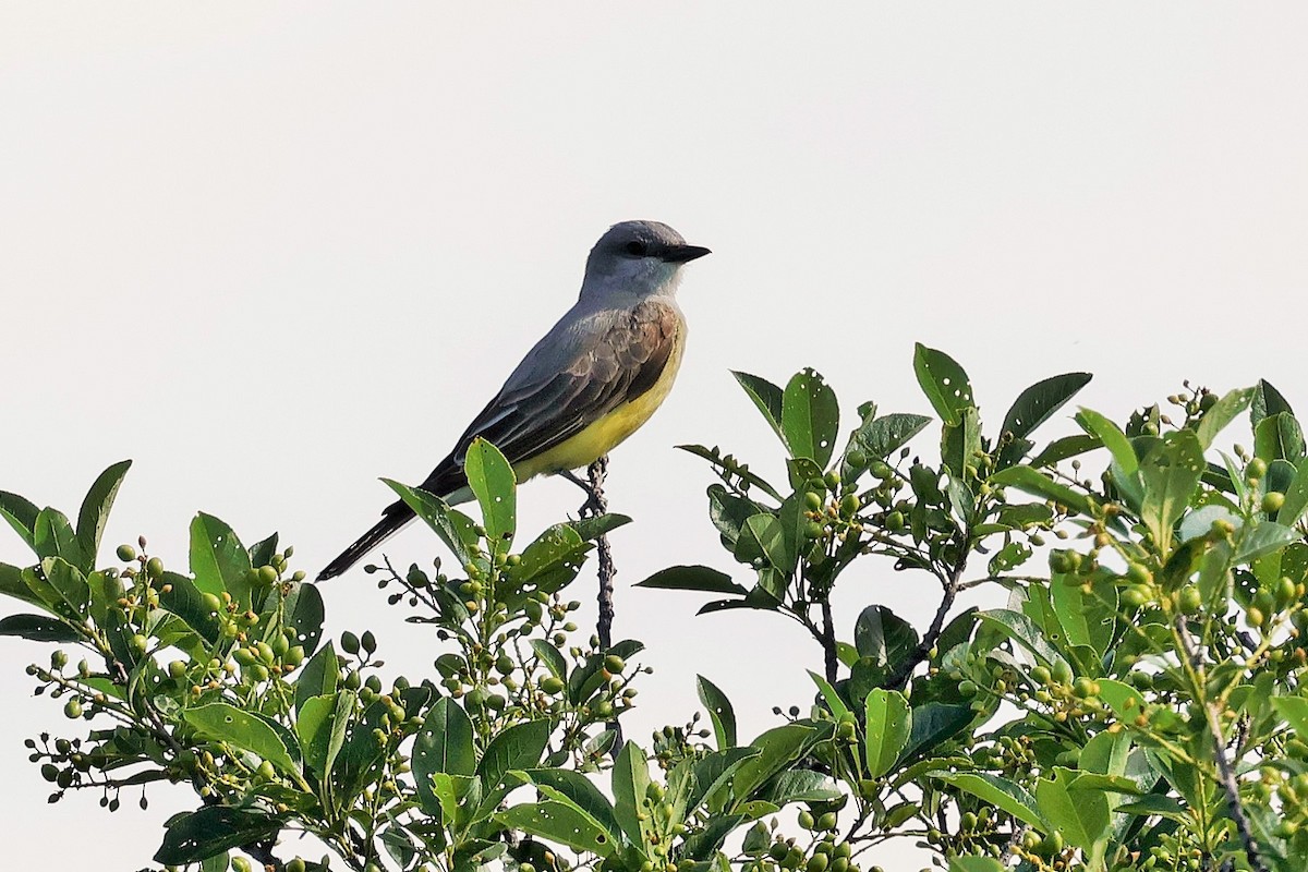 Western Kingbird - ML637531044