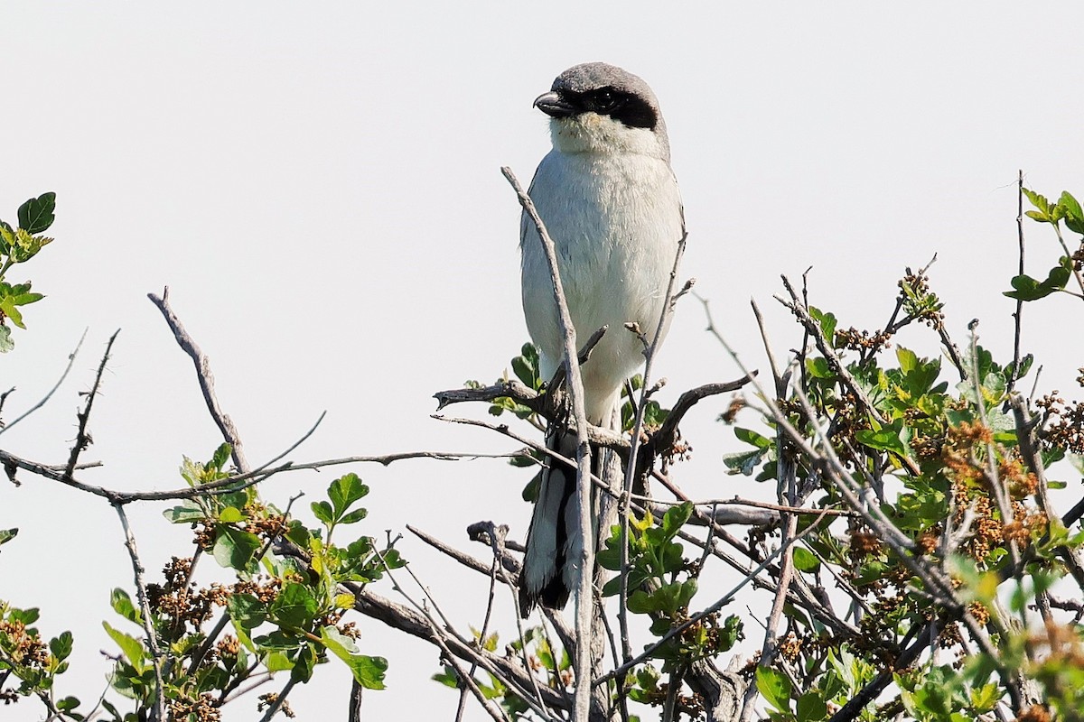 Loggerhead Shrike - ML637531058