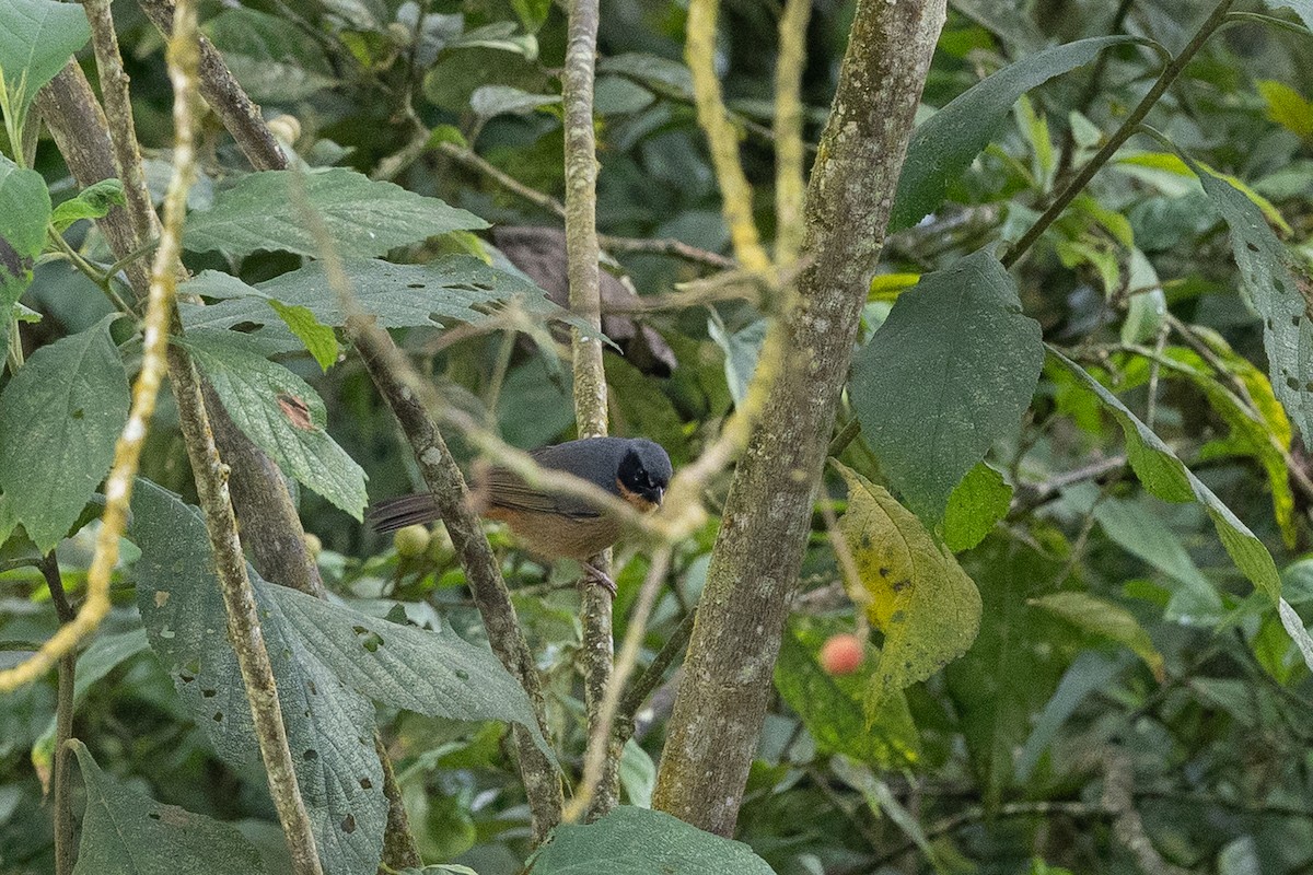 Tangara barbouillé - ML637531085
