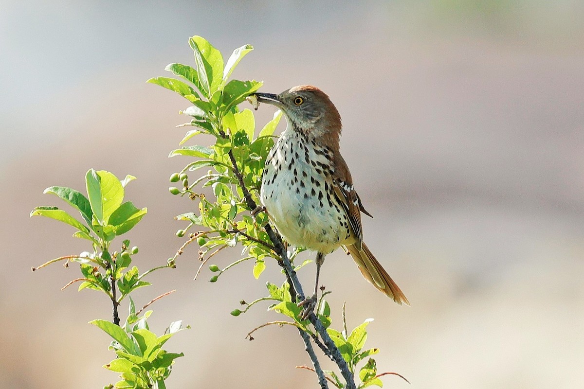 Brown Thrasher - ML637531090