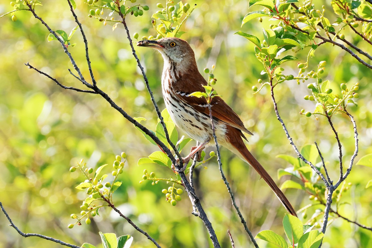 Brown Thrasher - ML637531091
