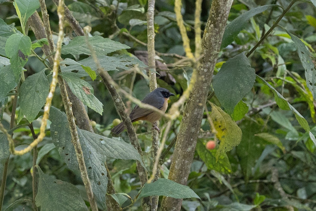 Tangara barbouillé - ML637531094