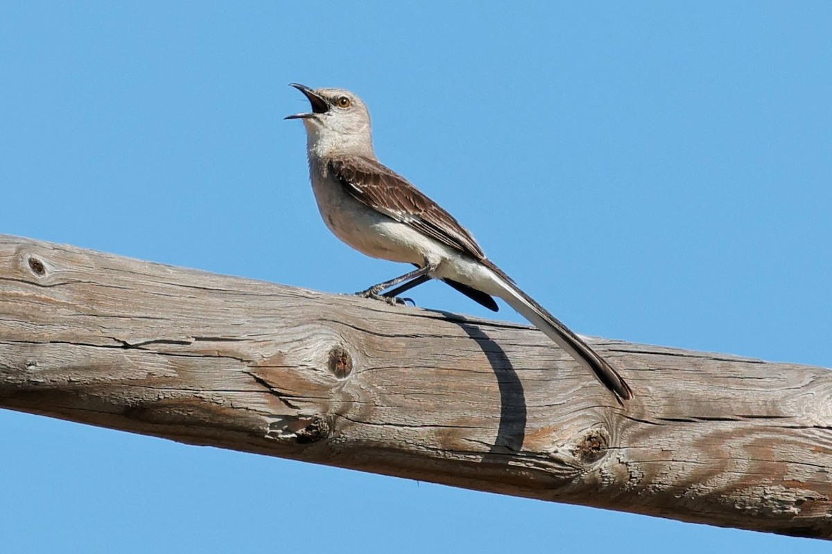 Northern Mockingbird - ML637531098