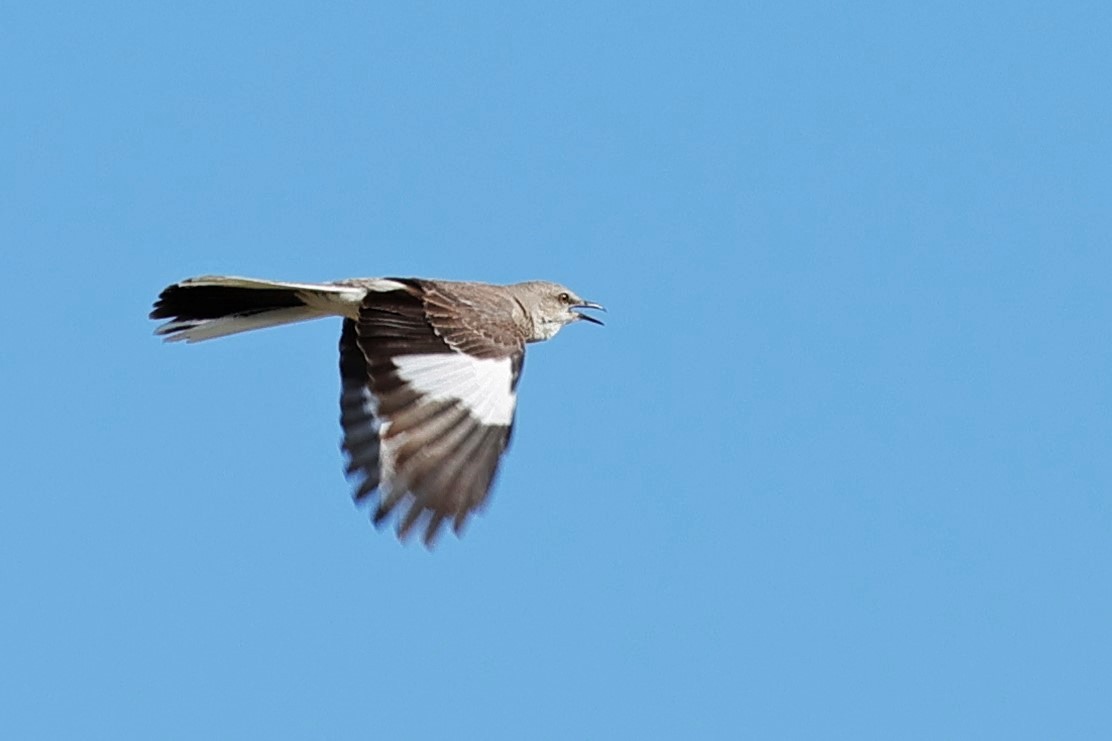 Northern Mockingbird - ML637531099