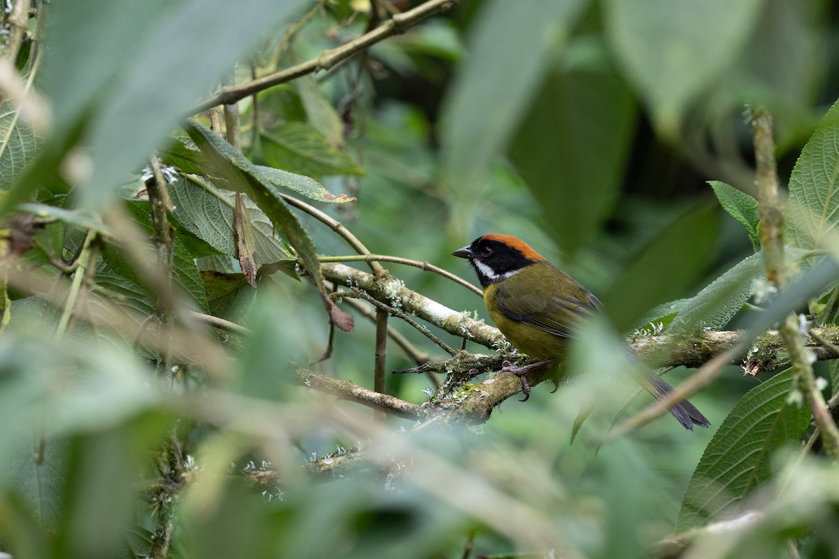 Moustached Brushfinch - ML637531103