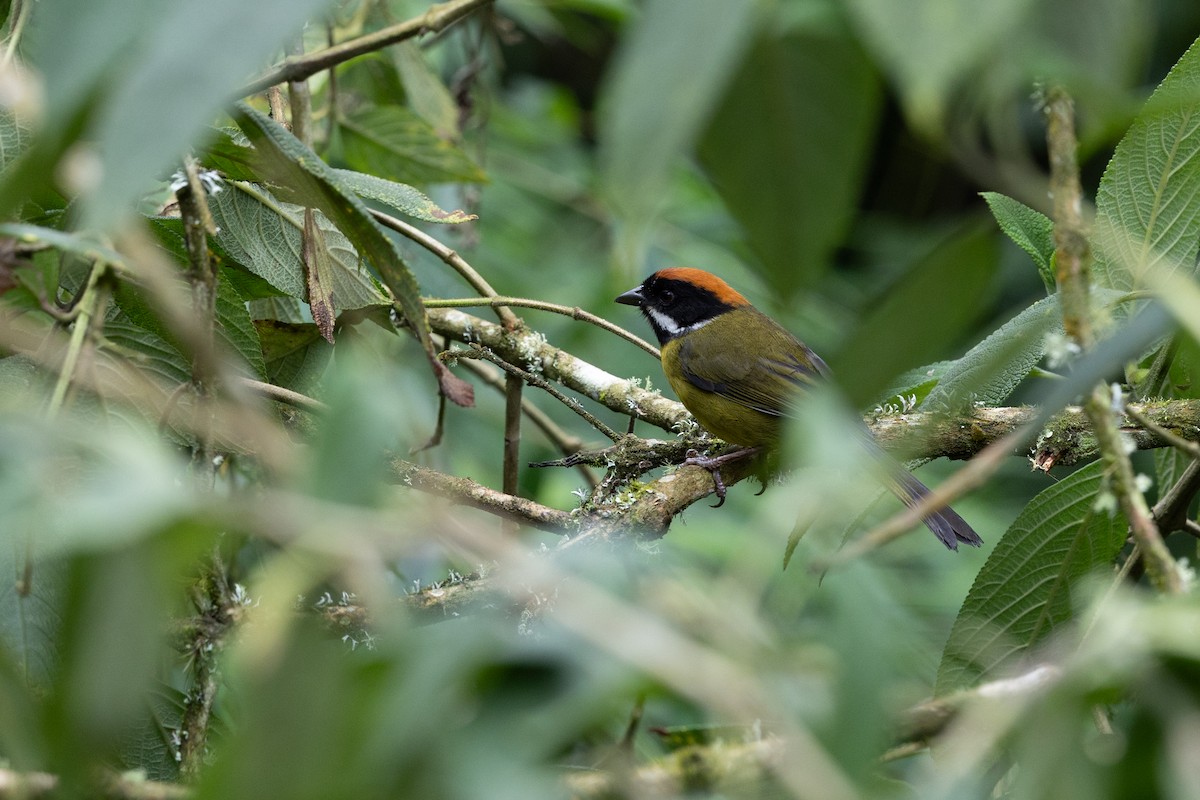 Moustached Brushfinch - ML637531104