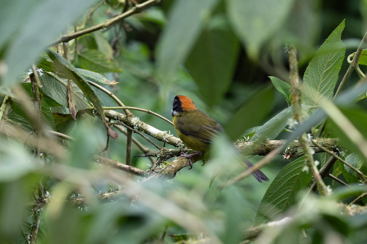 Moustached Brushfinch - ML637531105