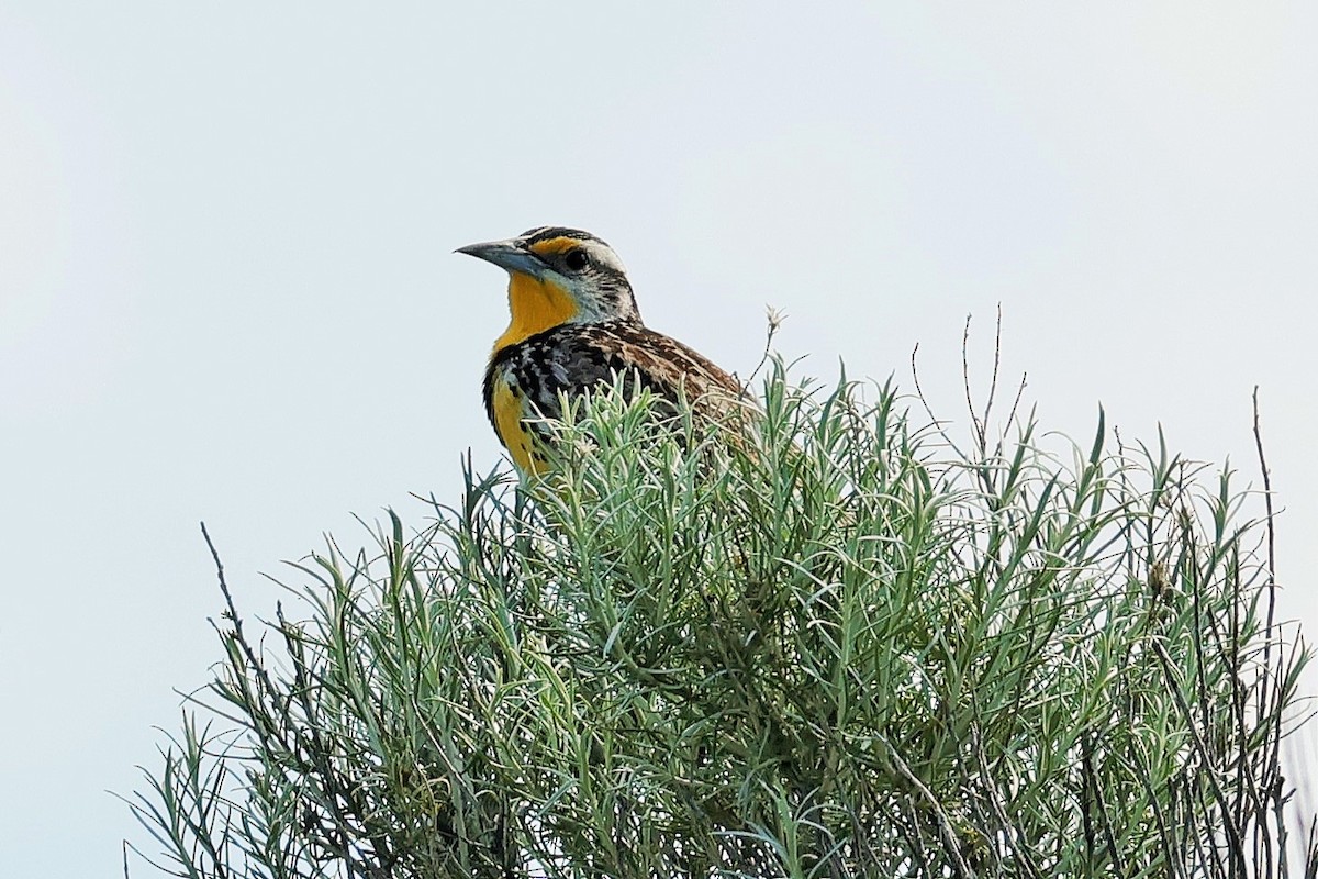 Western Meadowlark - ML637531107