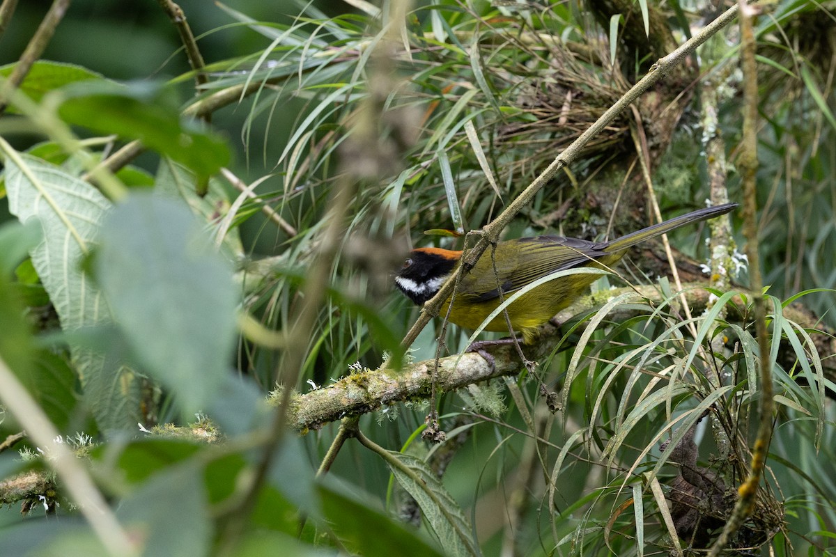 Moustached Brushfinch - ML637531108