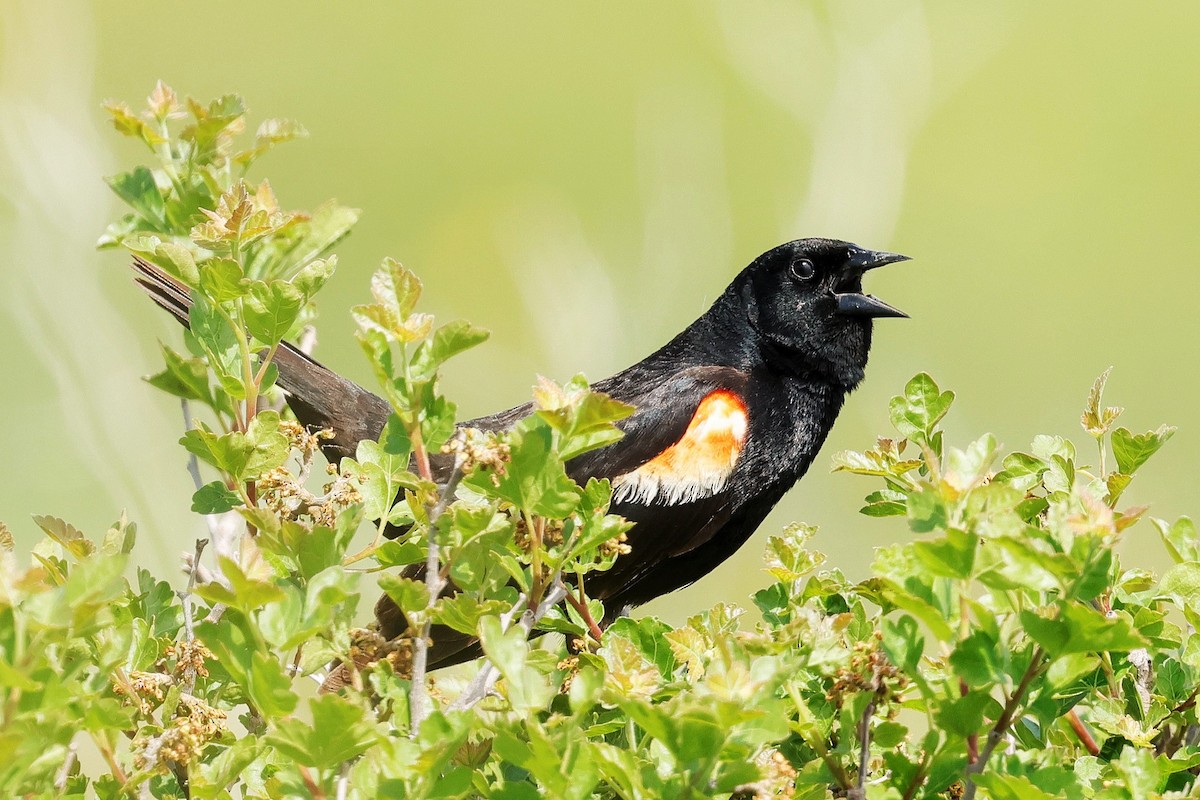 Red-winged Blackbird - ML637531128