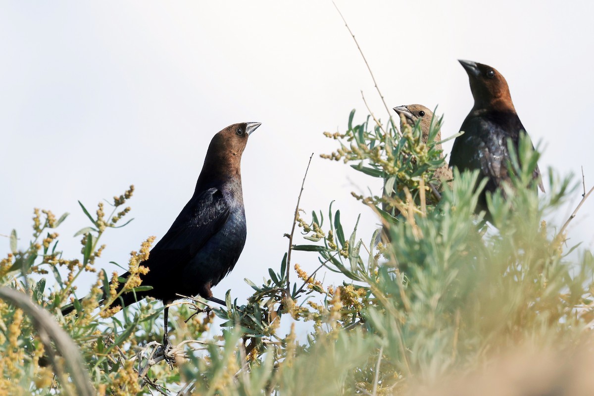 Brown-headed Cowbird - ML637531132