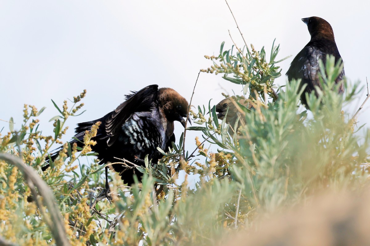 Brown-headed Cowbird - ML637531133