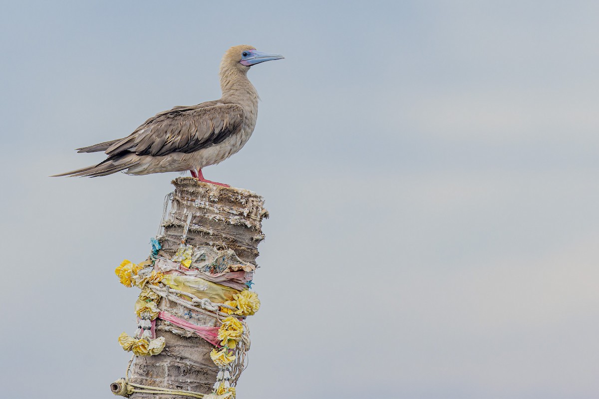 Red-footed Booby - ML637531138