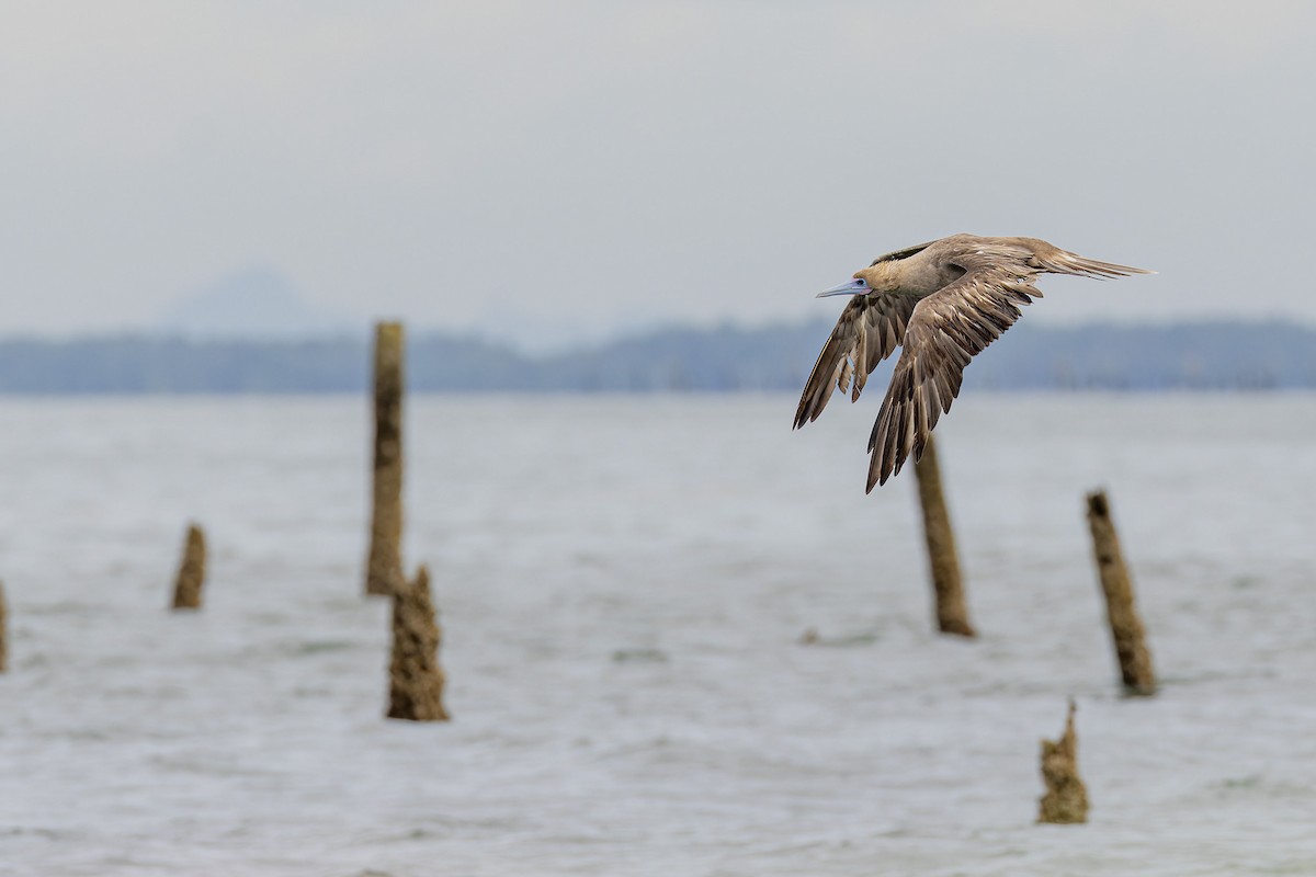 Red-footed Booby - ML637531141