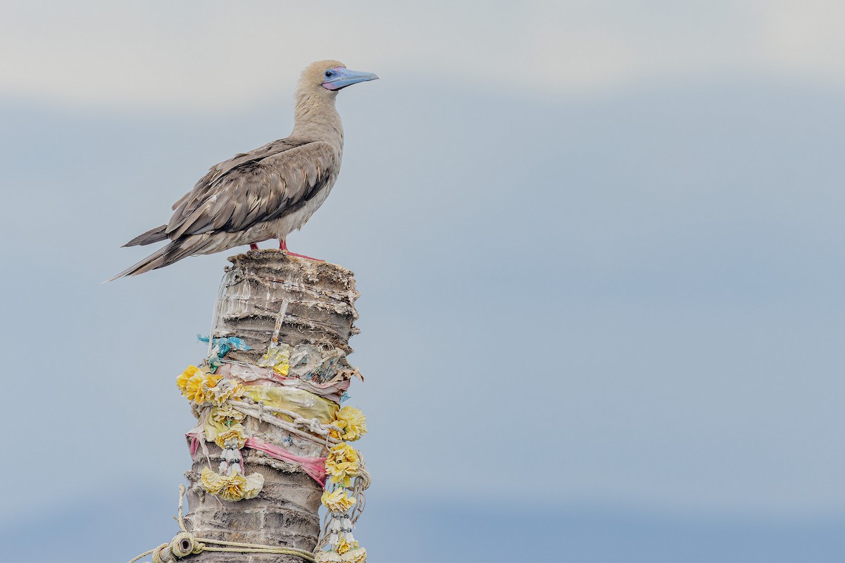 Red-footed Booby - ML637531142