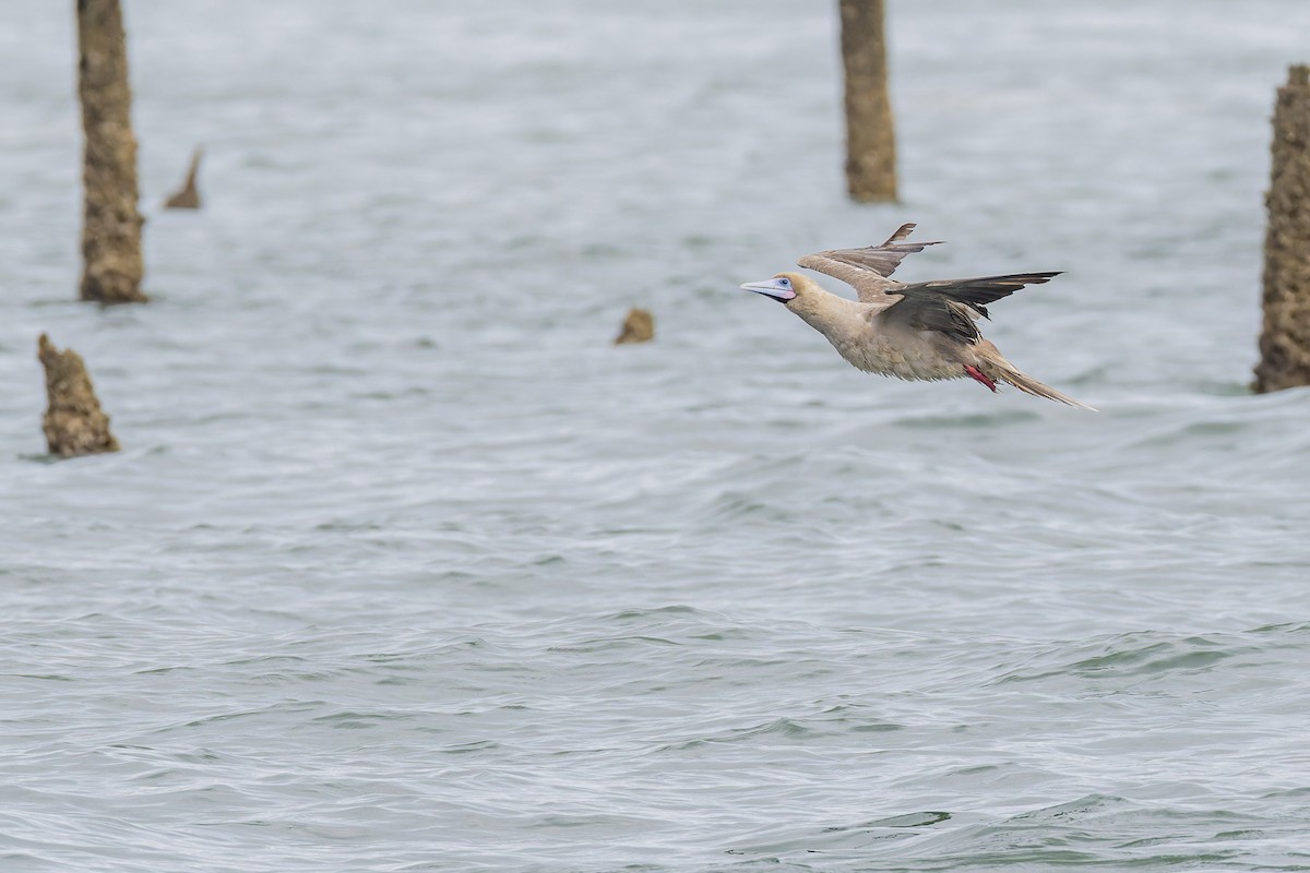 Red-footed Booby - ML637531143
