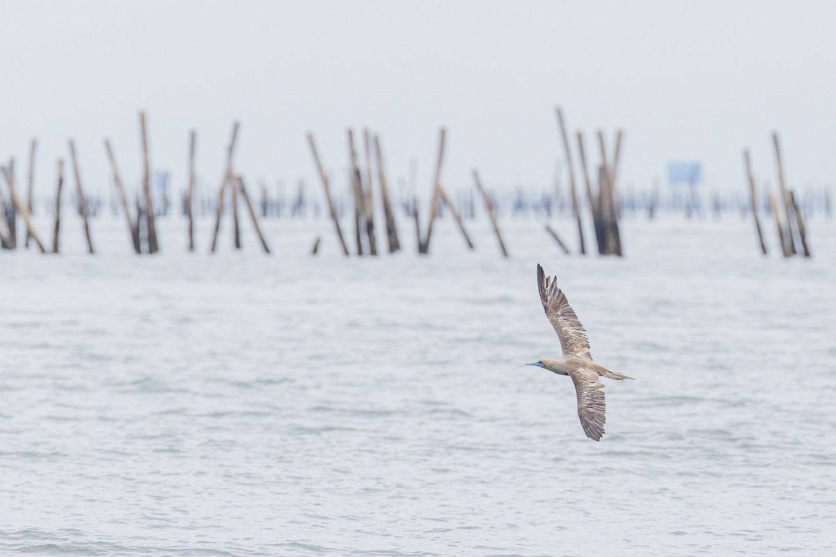 Red-footed Booby - ML637531145