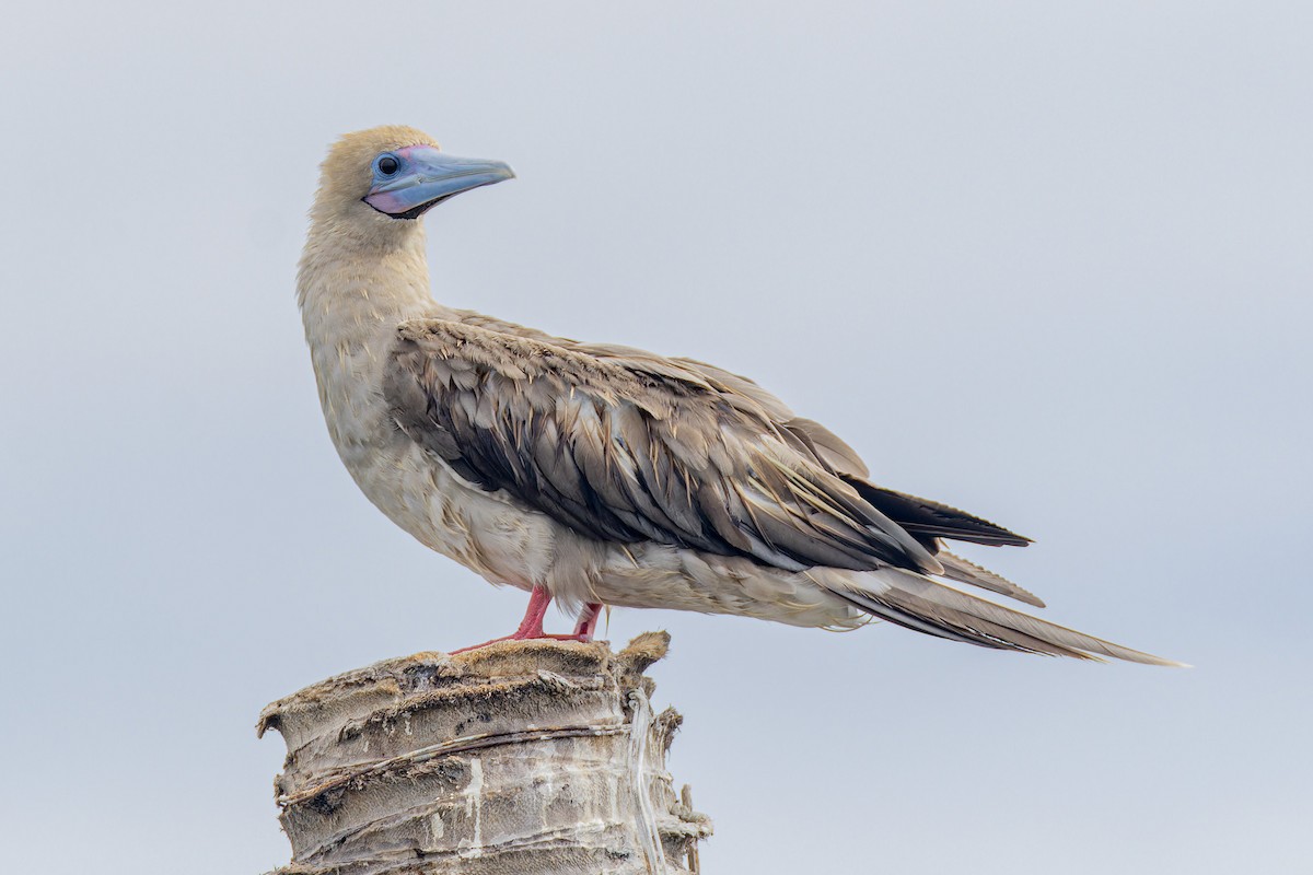 Red-footed Booby - ML637531147