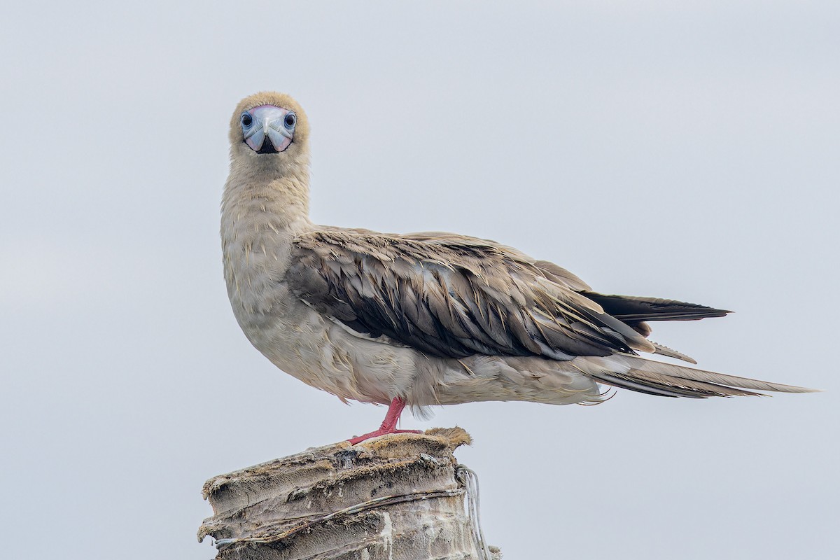 Red-footed Booby - ML637531149