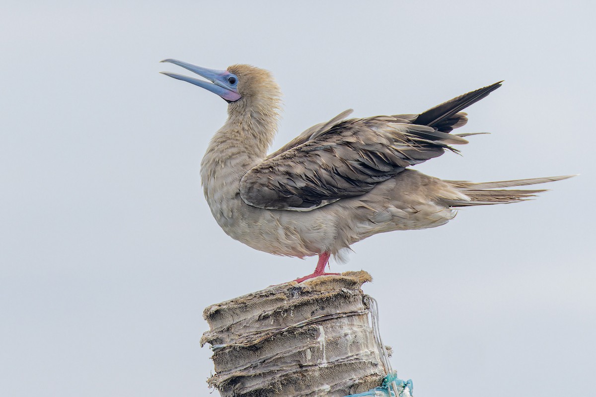 Red-footed Booby - ML637531150