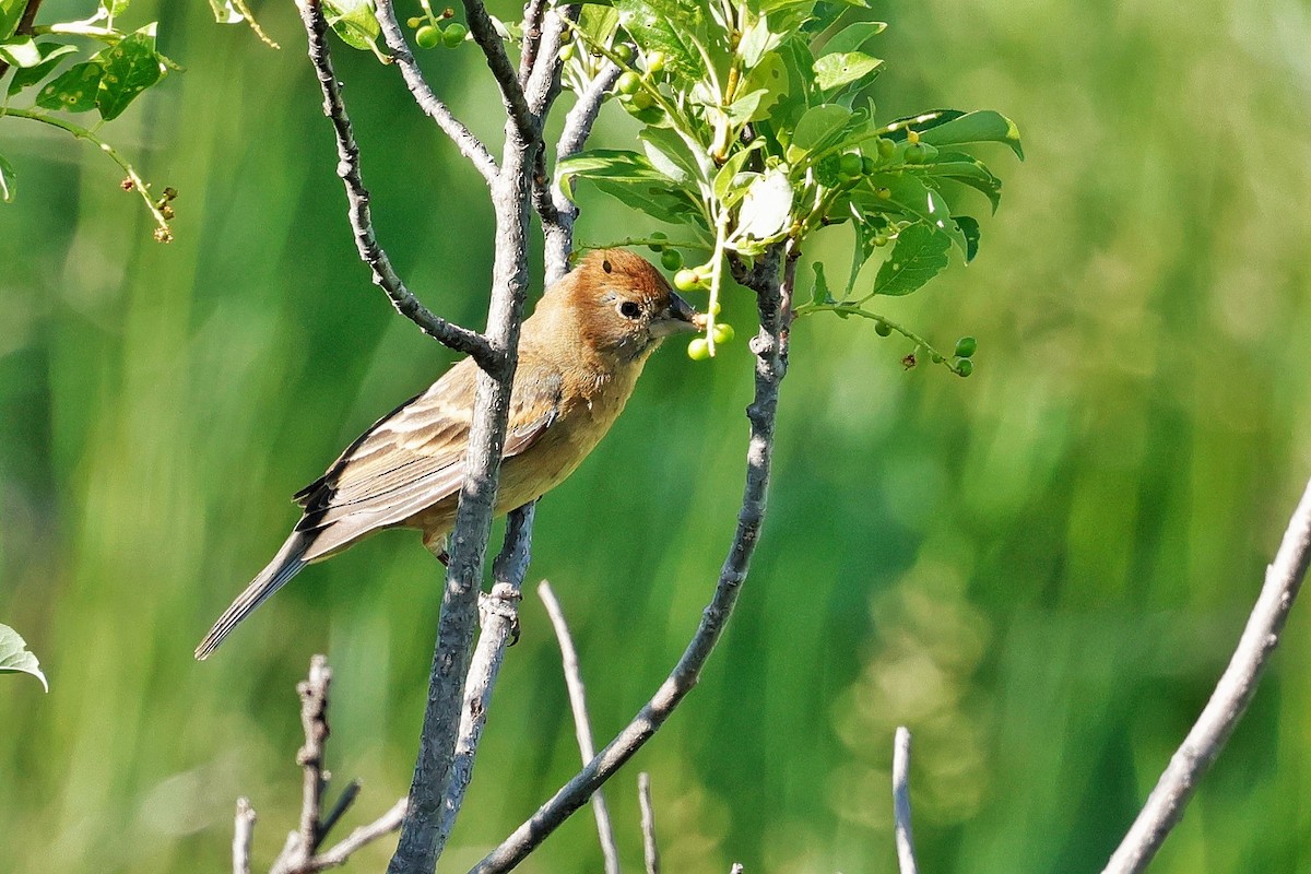 Blue Grosbeak - ML637531152