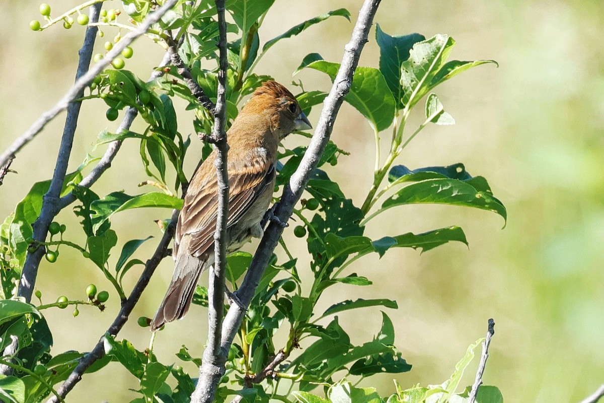 Blue Grosbeak - ML637531153