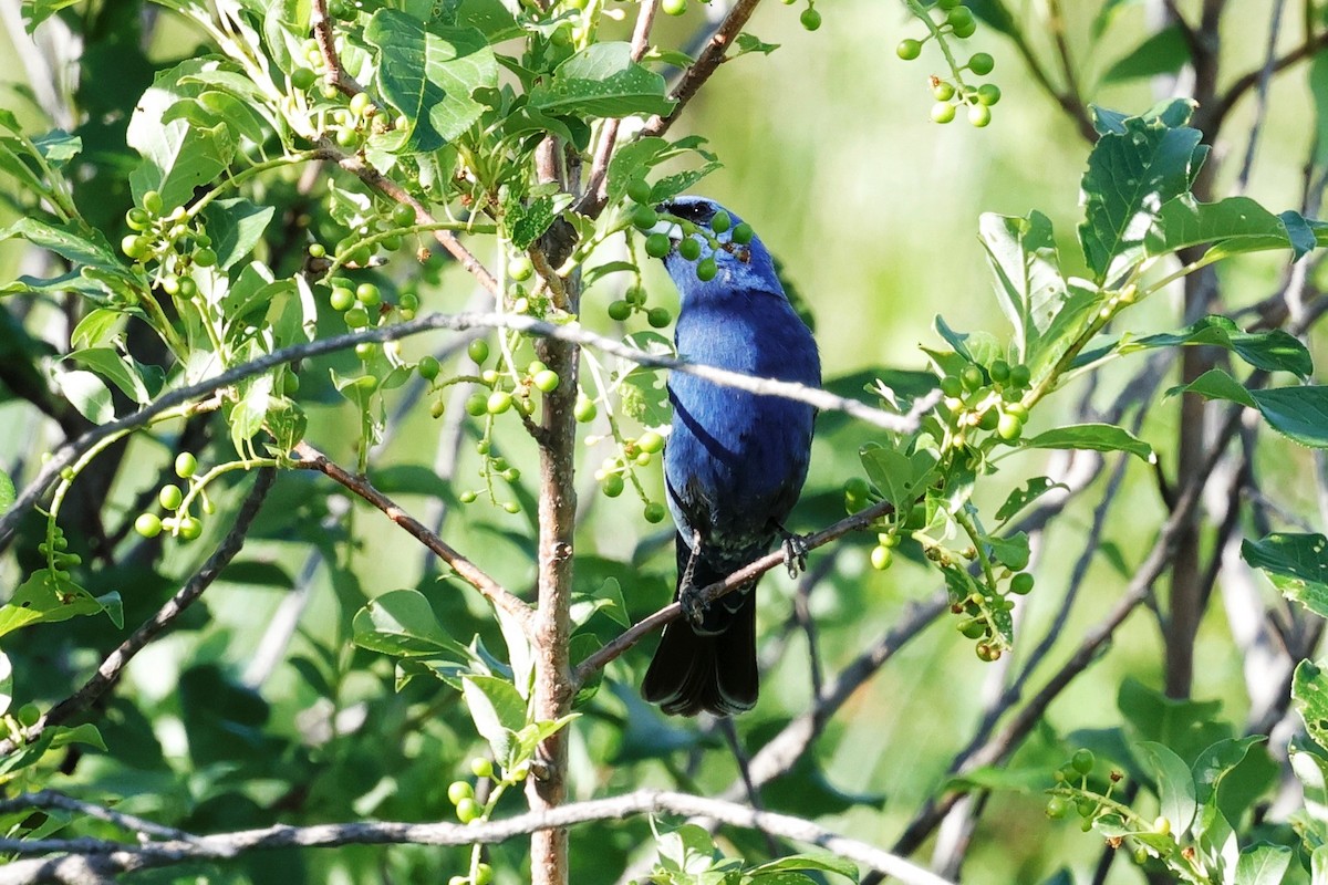 Blue Grosbeak - ML637531154