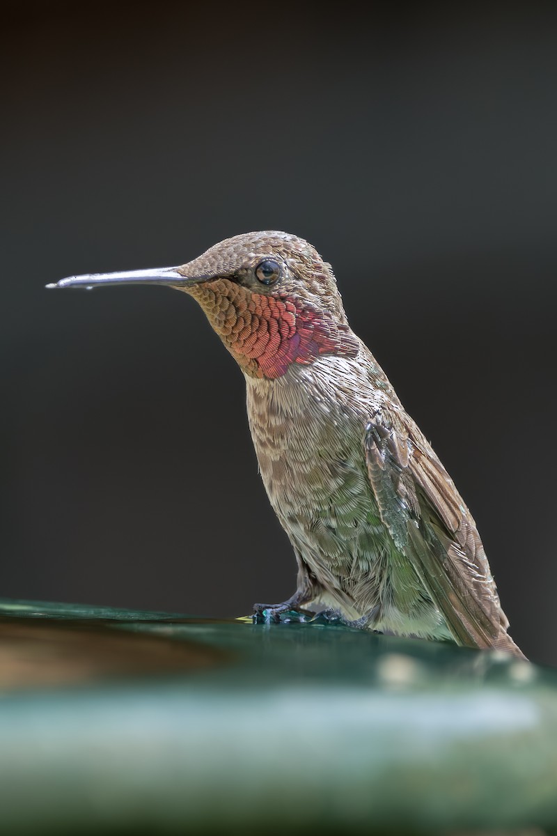 Anna's Hummingbird - ML637531209